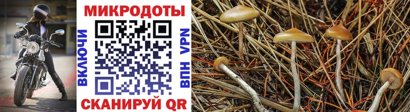 Псилоцибиновые грибы GOLDEN TEACHER  цена   Чекалин 
